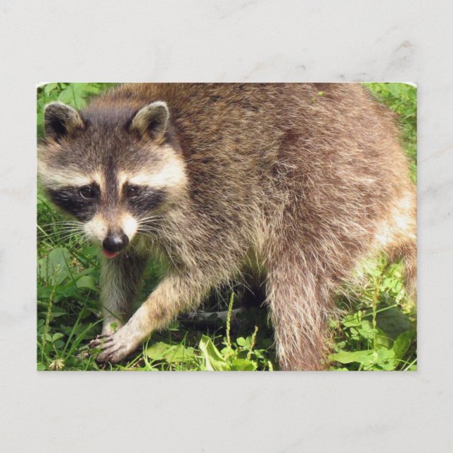 Raccoon Postcard (Front)