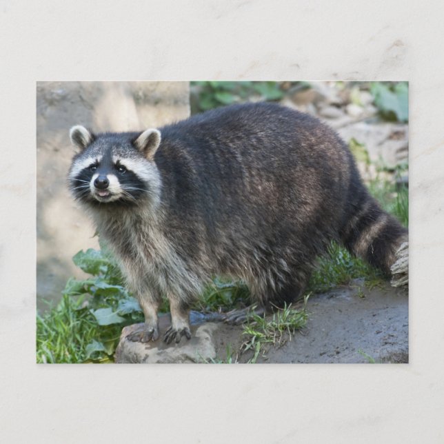 Raccoon Postcards (Front)