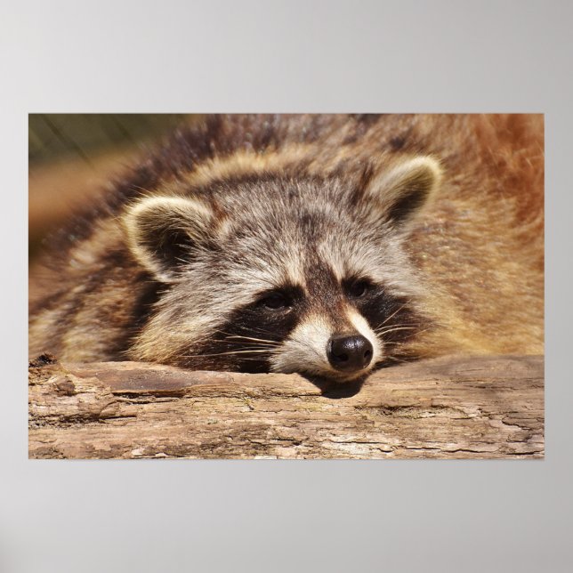 Raccoon Poster (Front)