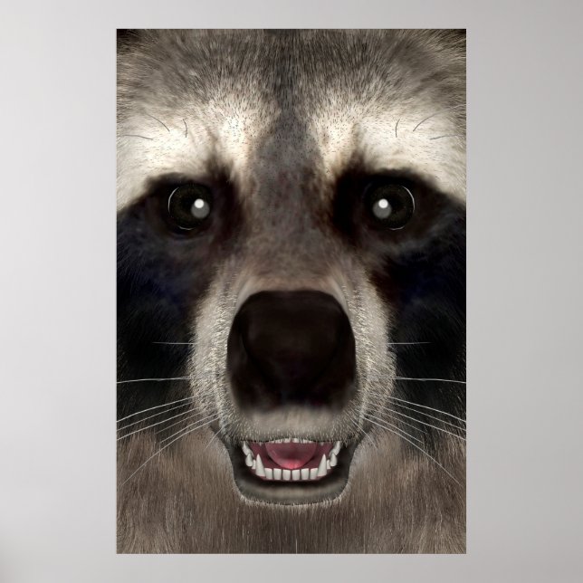 Raccoon Poster (Front)