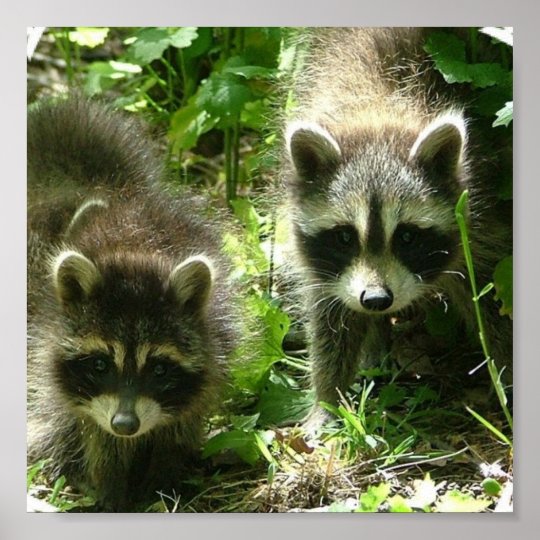 Raccoon Poster Print | Zazzle.com