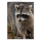 Raccoon, Procyon lotor, Florida (Front)