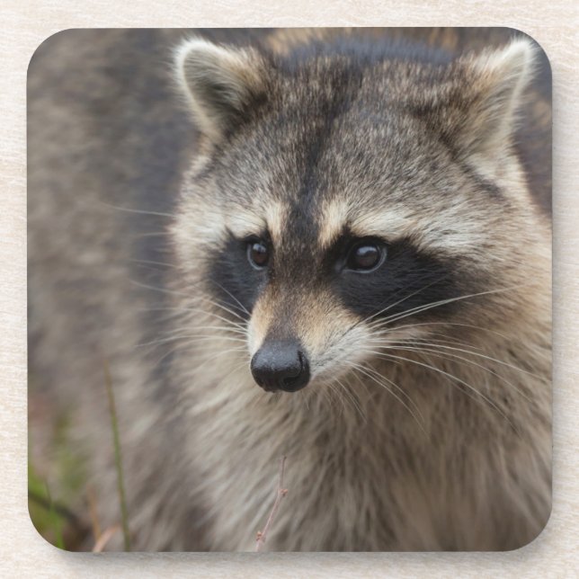 Raccoon, Procyon lotor, Florida Beverage Coaster (Front)