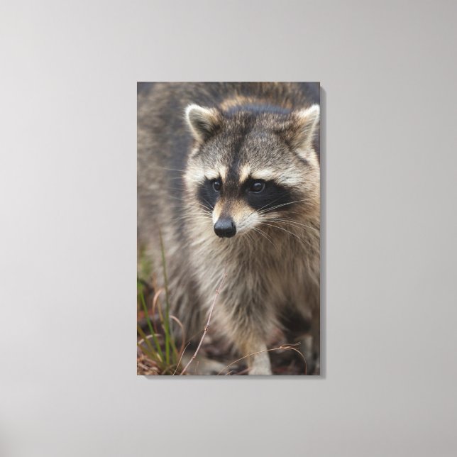 Raccoon, Procyon lotor, Florida Canvas Print (Front)