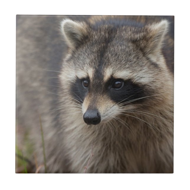 Raccoon, Procyon lotor, Florida Ceramic Tile (Front)