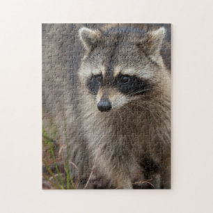 Raccoon, Procyon lotor, Florida Jigsaw Puzzle