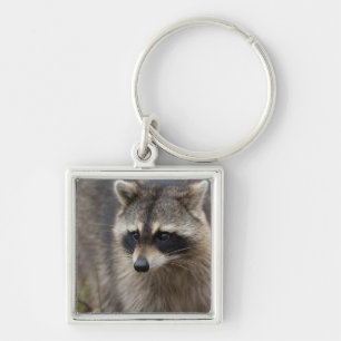 Raccoon, Procyon lotor, Florida Keychain