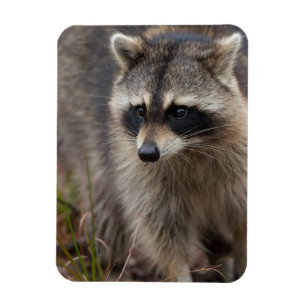Raccoon, Procyon lotor, Florida Magnet