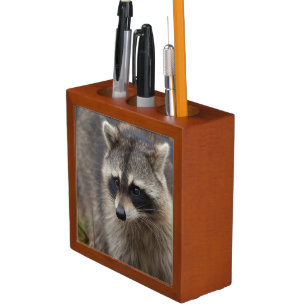 Raccoon, Procyon lotor, Florida Pencil Holder