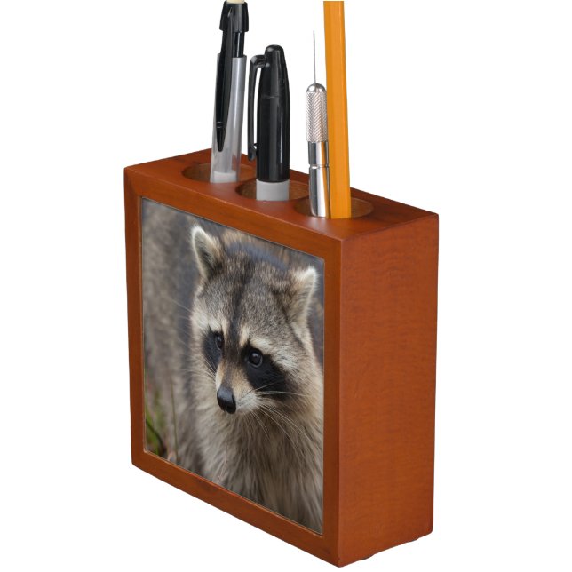 Raccoon, Procyon lotor, Florida Pencil Holder (In Situ)