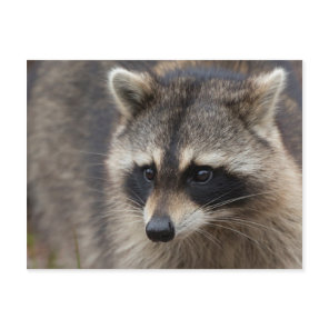 Raccoon, Procyon lotor, Florida Postcard