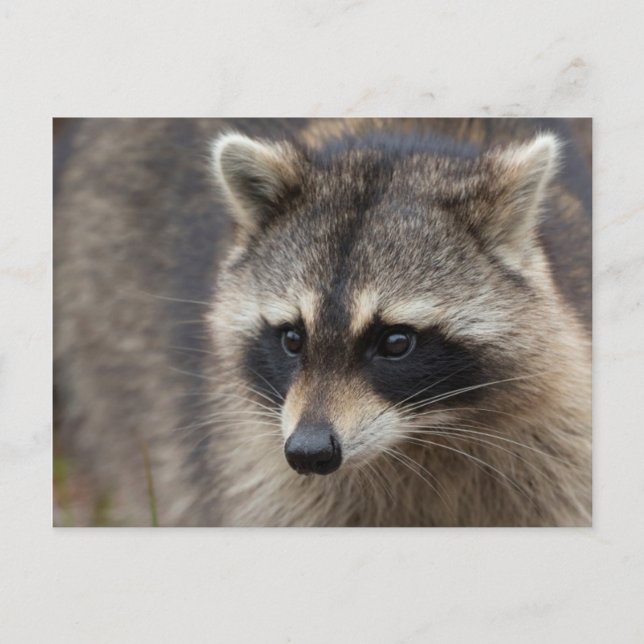 Raccoon, Procyon lotor, Florida Postcard (Front)