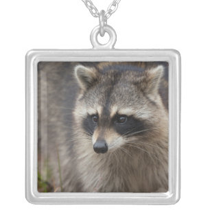 Raccoon, Procyon lotor, Florida Silver Plated Necklace
