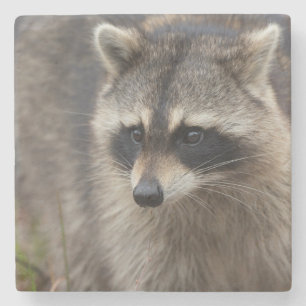 Raccoon, Procyon lotor, Florida Stone Coaster