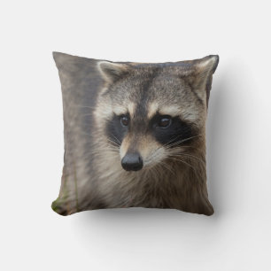 Raccoon, Procyon lotor, Florida Throw Pillow