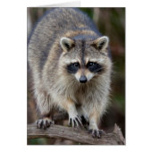 Raccoon, Procyon lotor, Florida, USA 2 (Front)