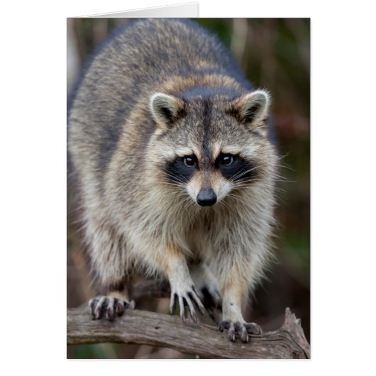 Raccoon, Procyon lotor, Florida, USA 2 (Front)