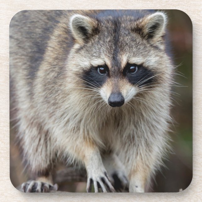 Raccoon, Procyon lotor, Florida, USA 2 Beverage Coaster (Front)