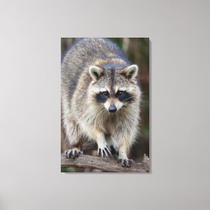 Raccoon, Procyon lotor, Florida, USA 2 Canvas Print