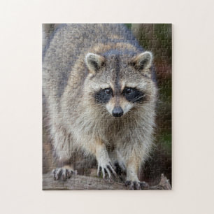 Raccoon, Procyon lotor, Florida, USA 2 Jigsaw Puzzle