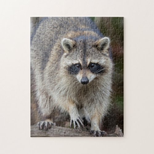 Raccoon Procyon lotor Florida USA 2 Jigsaw Puzzle