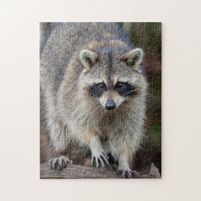 Raccoon, Procyon lotor, Florida, USA 2 Jigsaw Puzzle (Vertical)