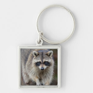 Raccoon, Procyon lotor, Florida, USA 2 Keychain