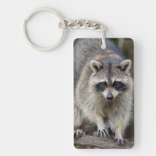 Raccoon, Procyon lotor, Florida, USA 2 Keychain