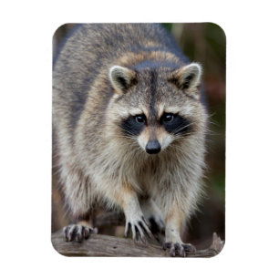 Raccoon, Procyon lotor, Florida, USA 2 Magnet
