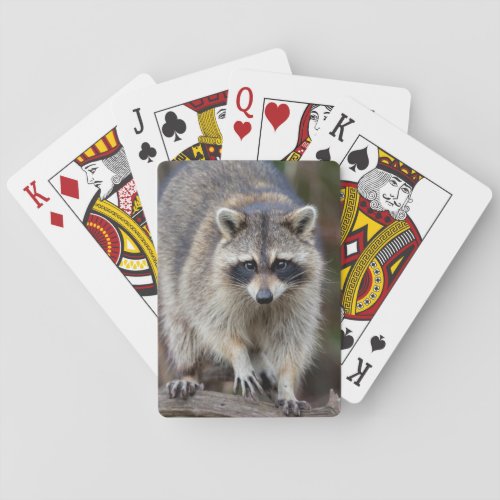 Raccoon Procyon lotor Florida USA 2 Poker Cards