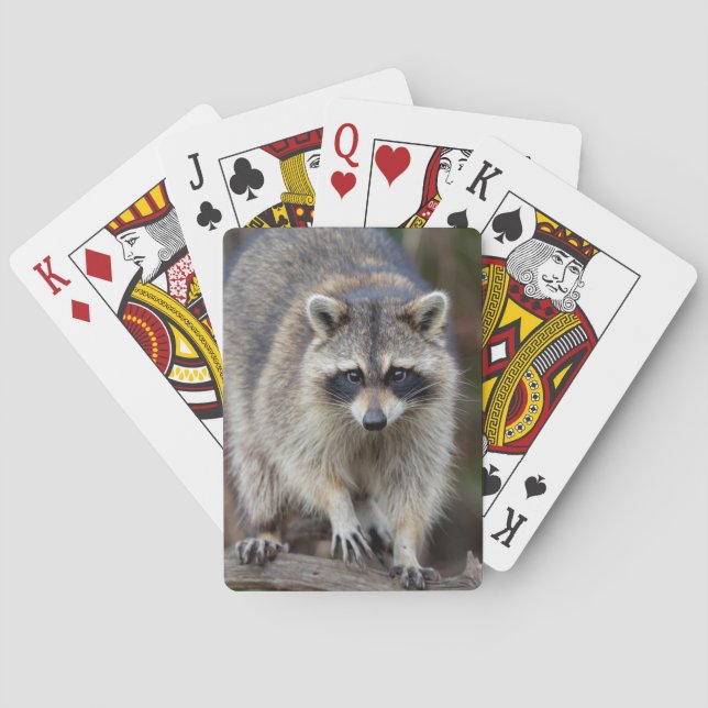 Raccoon, Procyon lotor, Florida, USA 2 Poker Cards (Back)