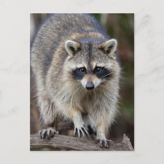 Raccoon, Procyon lotor, Florida, USA 2 Postcard (Front)