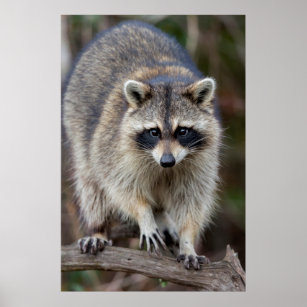 Raccoon, Procyon lotor, Florida, USA 2 Poster