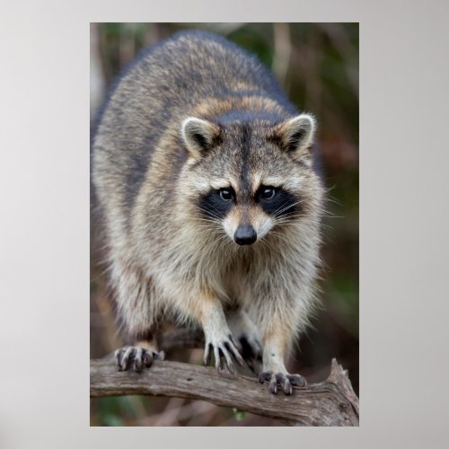 Raccoon Procyon lotor Florida USA 2 Poster