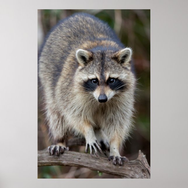 Raccoon, Procyon lotor, Florida, USA 2 Poster (Front)
