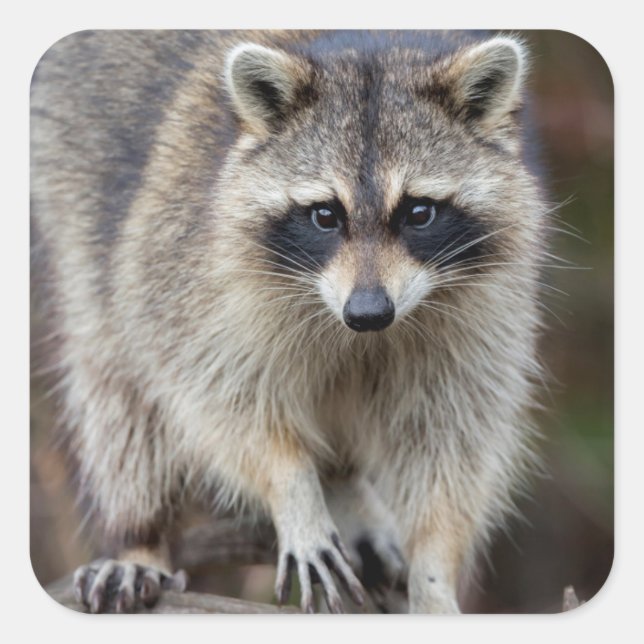 Raccoon, Procyon lotor, Florida, USA 2 Square Sticker (Front)
