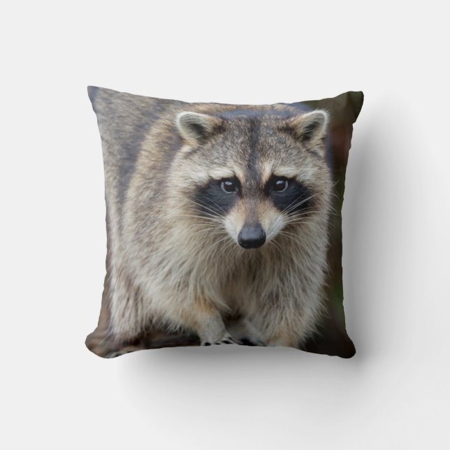 Raccoon, Procyon lotor, Florida, USA 2 Throw Pillow (Front)