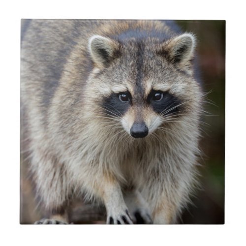 Raccoon Procyon lotor Florida USA 2 Tile