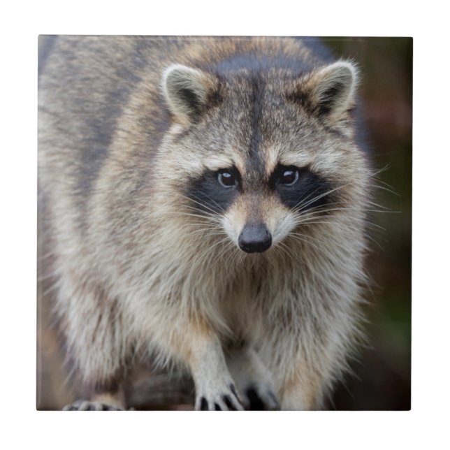 Raccoon, Procyon lotor, Florida, USA 2 Tile (Front)