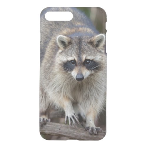 Raccoon Procyon lotor Florida USA 2 iPhone 8 Plus7 Plus Case