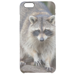 Raccoon, Procyon lotor, Florida, USA 2 Clear iPhone 6 Plus Case