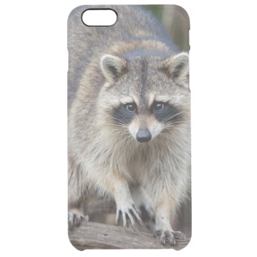 Raccoon Procyon lotor Florida USA 2 Clear iPhone 6 Plus Case