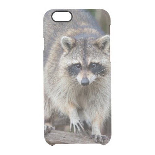 Raccoon Procyon lotor Florida USA 2 Clear iPhone 66S Case