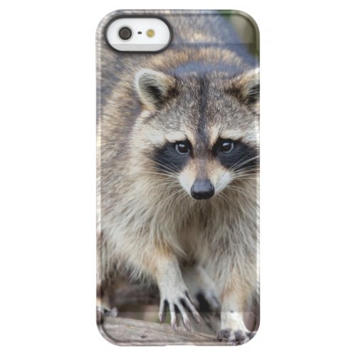 Raccoon Procyon lotor Florida USA 2 Permafrost iPhone SE55s Case