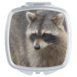 Raccoon, Procyon lotor, Florida Vanity Mirror