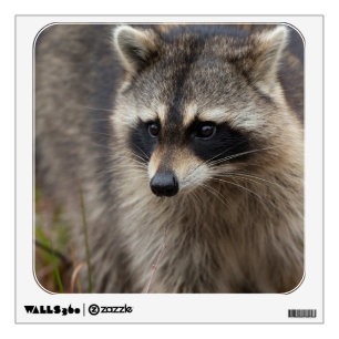 Raccoon, Procyon lotor, Florida Wall Decal