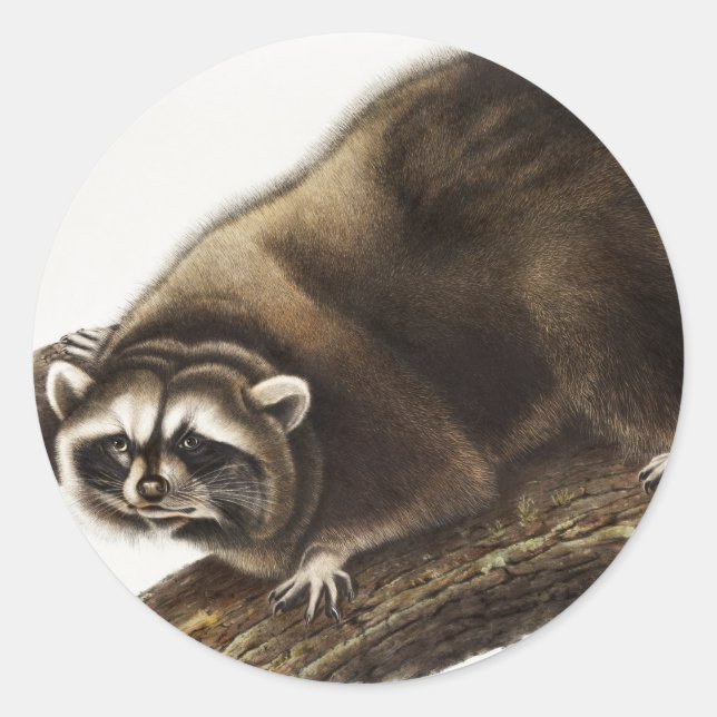 Raccoon (Procyon lotor) Illustration Classic Round Sticker (Front)