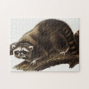 Raccoon (Procyon lotor) Illustration Jigsaw Puzzle
