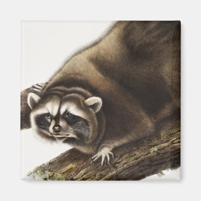 Raccoon (Procyon lotor) Illustration Magnet (Front)
