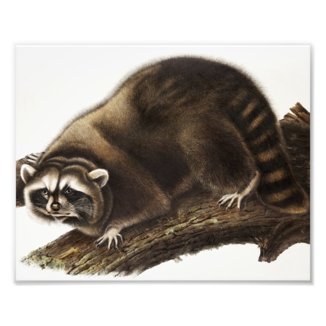 Raccoon (Procyon lotor) Illustration Photo Print (Front)